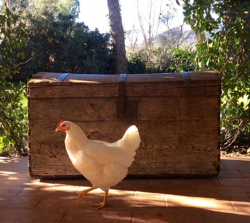 At Home In Maremma Istia dʼOmbrone Exterior foto
